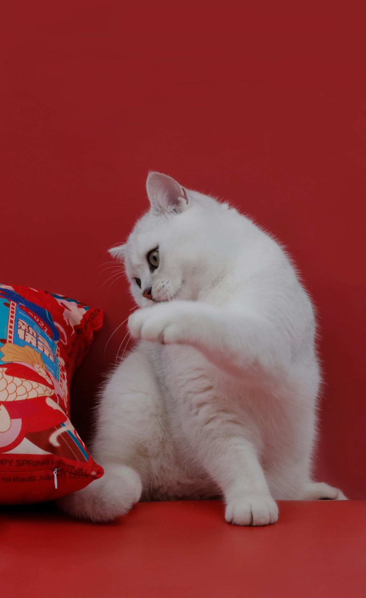 a white cat with its paw on a red surface