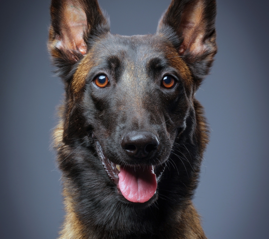 Dog nutrition - biology-first food for Indian dogs