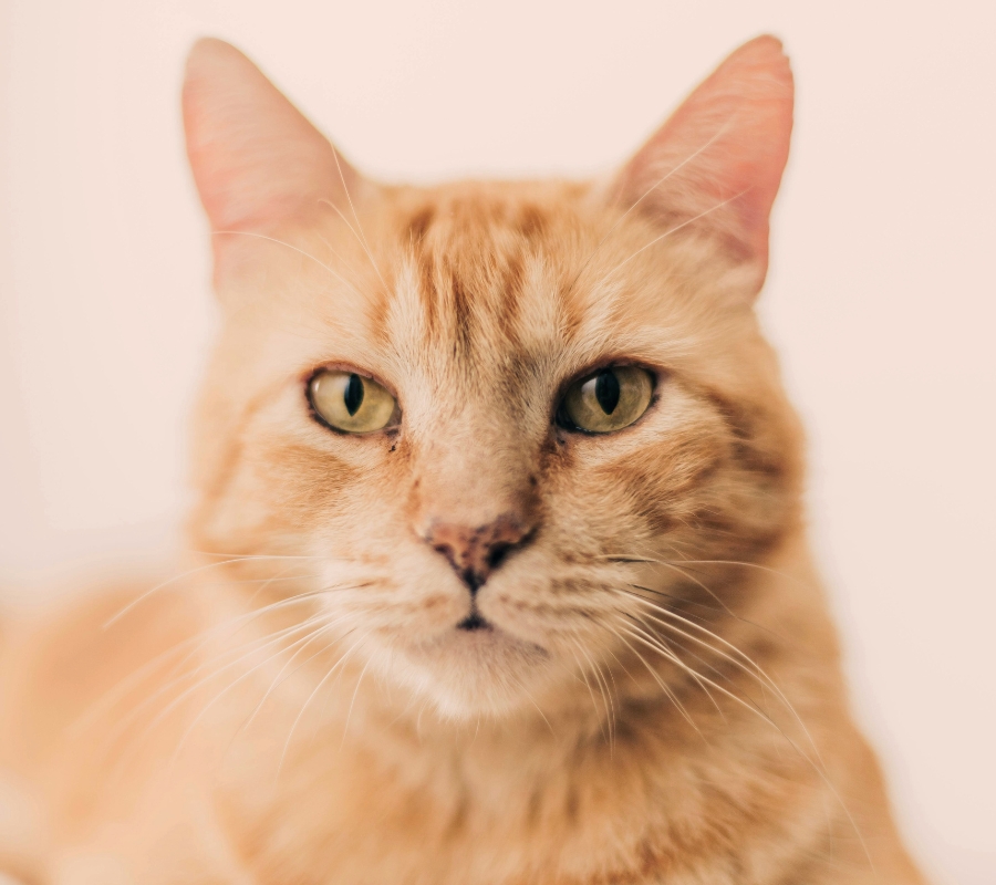 Cat nutrition — obligate carnivore biology and the hydration crisis