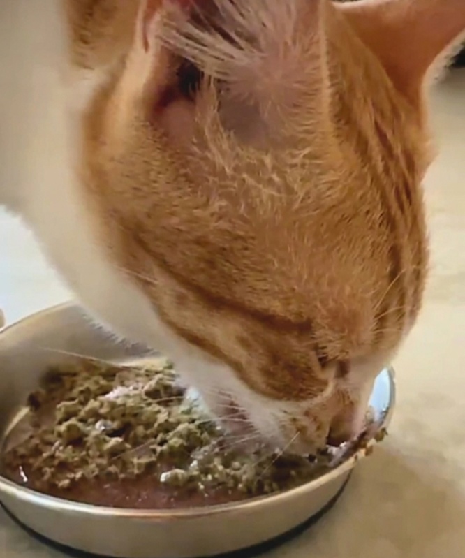 Dog eating enthusiastically with Fur Boost added to their bowl