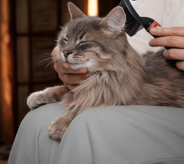 Cat with shiny healthy coat — the result of 21 days of real nutrition