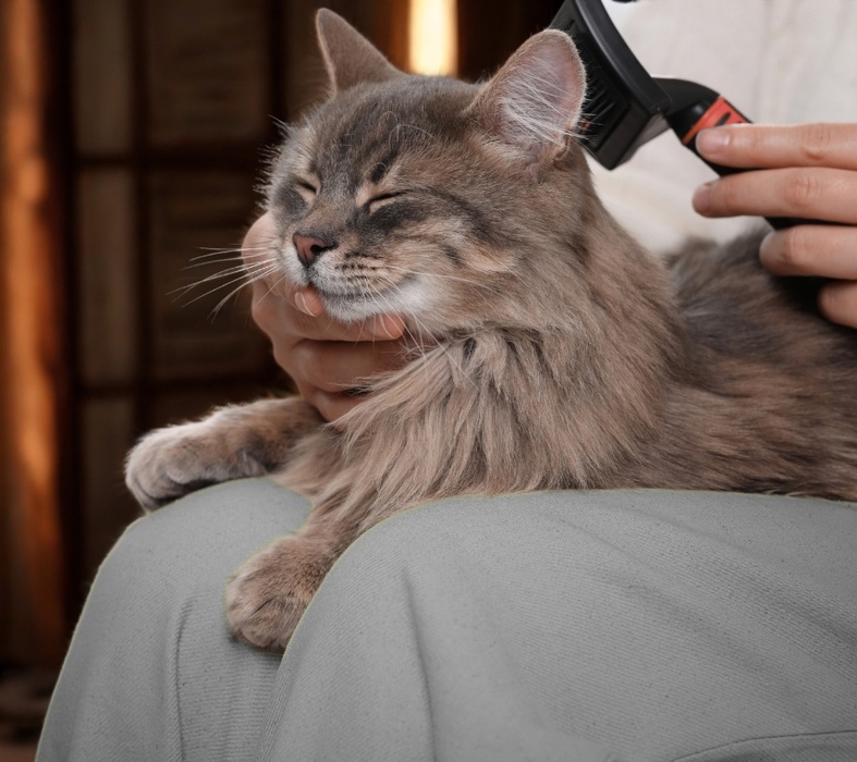 Cat with shiny healthy coat after 3 weeks on natural cat food India