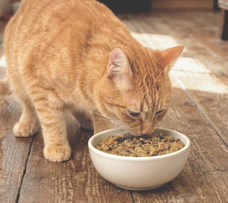 Cat eating Purr-o-Meals — moist food every meal for a desert animal