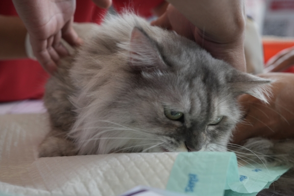 Cat kidney disease — the silent cost of chronic dehydration on dry food
