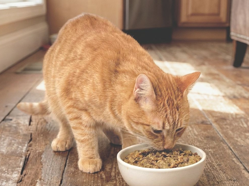 Serving warm moist Purr-o-Meals — the daily ritual of real cat nutrition