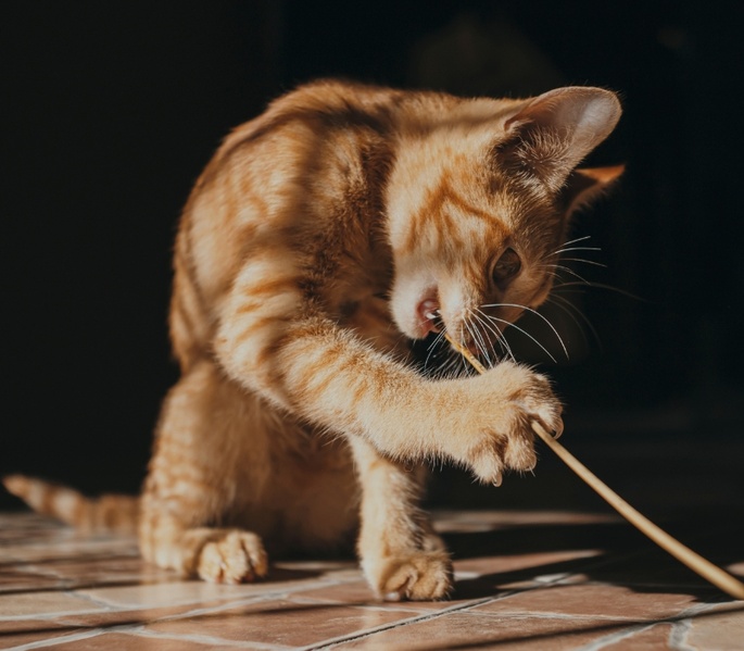 Cat with improved digestion and energy after switching to natural cat food India